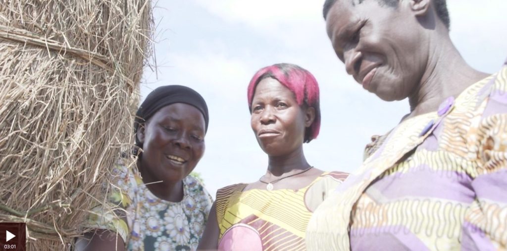 Helping Uganda’s fight against climate change using ancient farming techniques