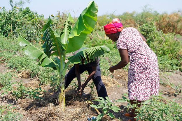<strong>Sacred site custodians strengthen indigenous seed farming</strong>